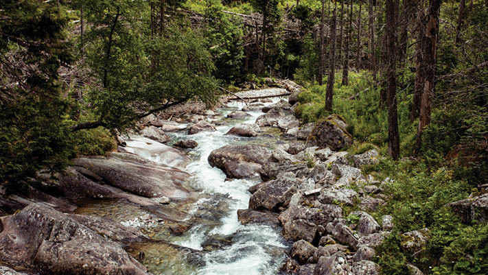 Wonderful valley with dense woods and small mountain river flowing through the boulders in the Tatras in Slovakia  Beauty of the wild untouched by people nature 