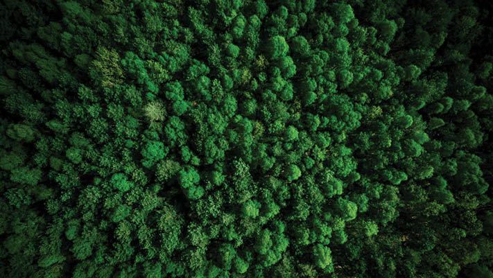 Drone view over green pine forest at summer 